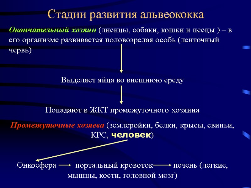 Стадии развития альвеококка Окончательный хозяин (лисицы, собаки, кошки и песцы ) – в его